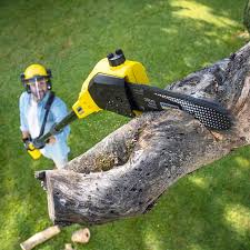 Professional Tree Removal and Landscaping Services in Lexington, IL